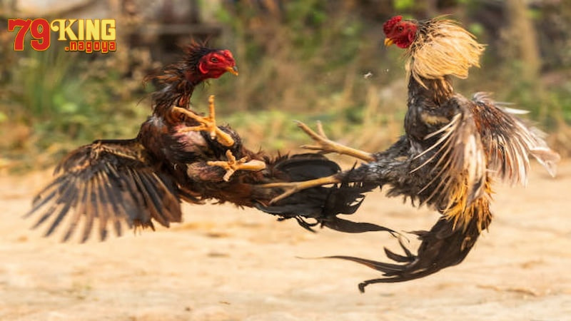 Giới thiệu đôi nét về bộ môn đá gà