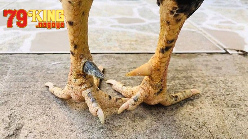 Giới thiệu cựa gà trong gà chọi
