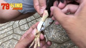 Cách chọn cựa gà phù hợp