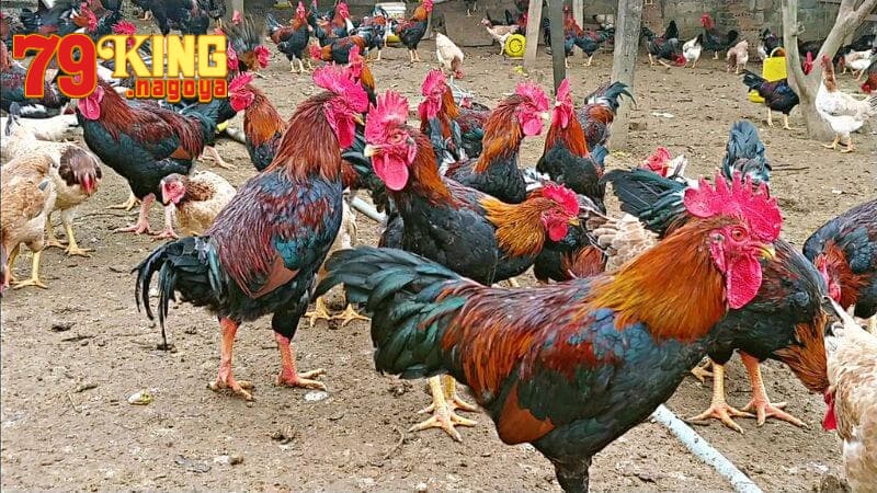 Hướng dẫn lắp và bảo quản cựa gà