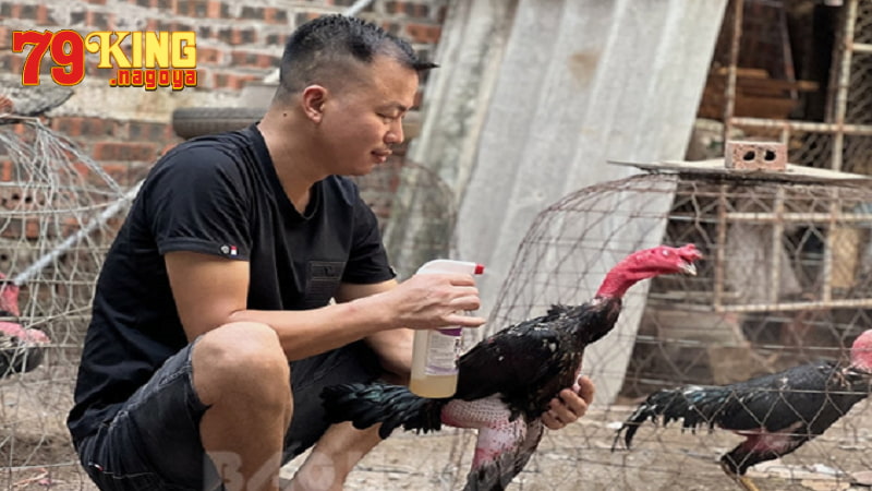 Giới thiệu cách nuôi gà đá