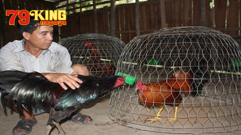 Cách chọn giống nuôi gà đá
