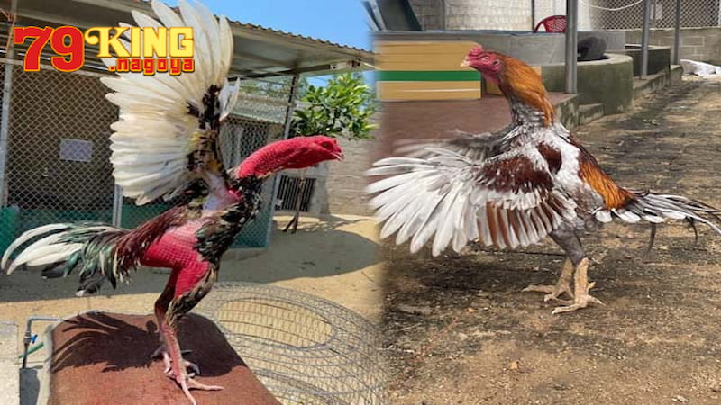 Chế độ dinh dưỡng cho gà đá