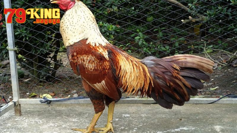 Cách chăm sóc sức khỏe cho gà đá