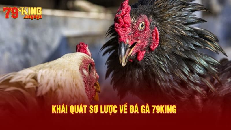 Tìm hiểu về đá gà 79KING