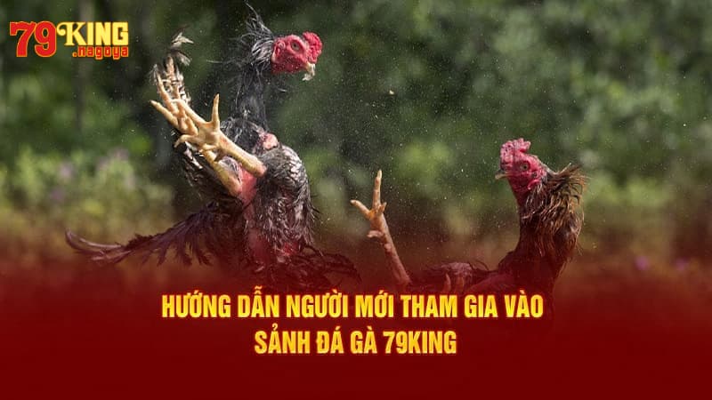 Hướng dẫn cách tham gia cá cược tại đá gà 79KING