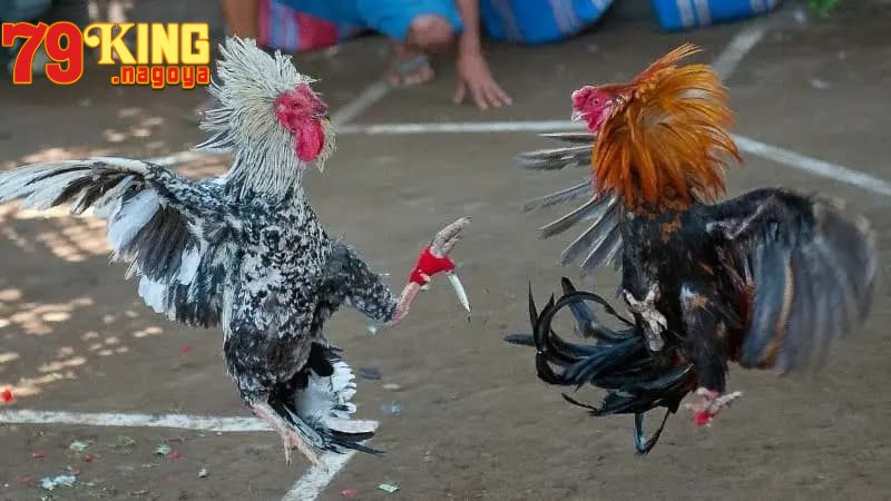 Giới thiệu về đá gà Campuchia
