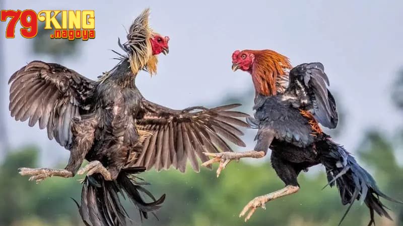 Kinh nghiệm tham gia đá gà Campuchia chuẩn chỉnh