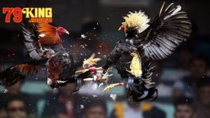 Các đấu trường đá gà cựa dao nổi tiếng