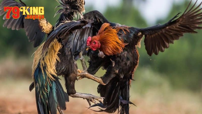 Rủi ro và cách tham gia an toàn