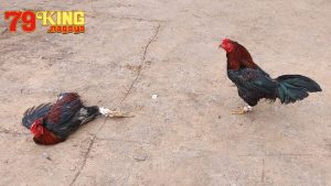 Những lưu ý khi tham gia chơi đá gà