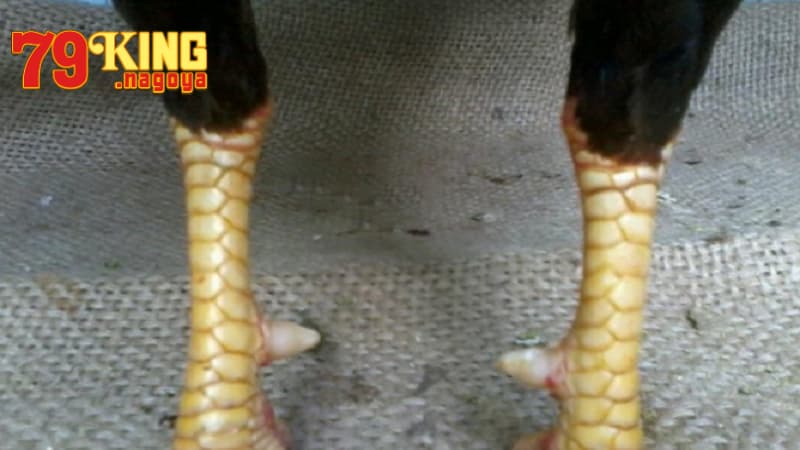 Giới thiệu về vảy nội hoa đăng