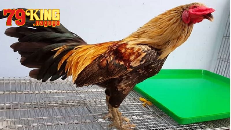 Cách chọn chiến kê có vảy nội hoa đăng